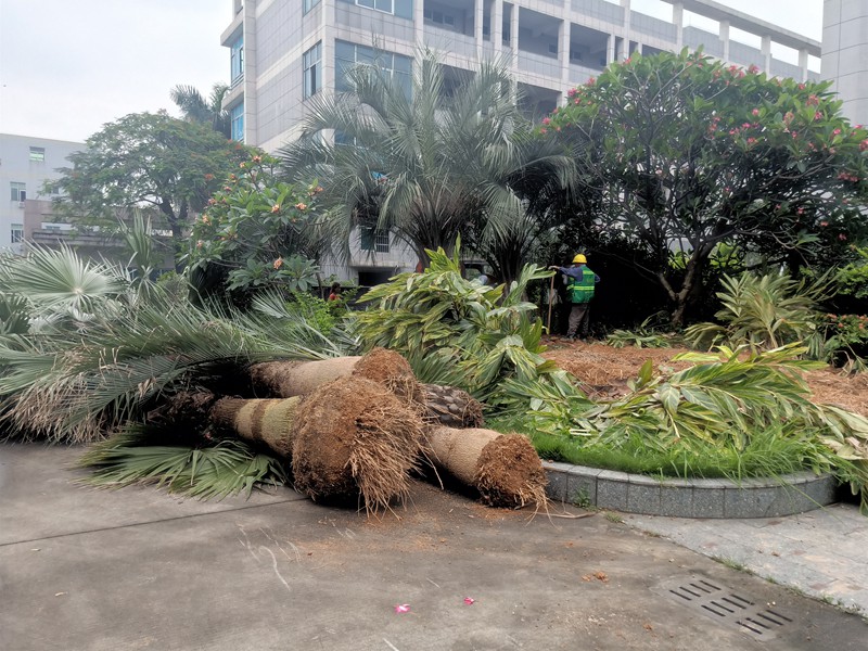 大樹移植